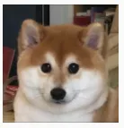 image-20260513105454050
